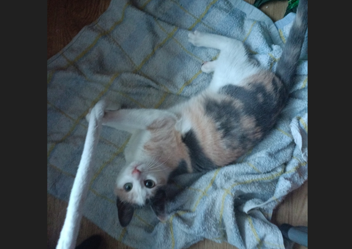 Photo #4 de Gribouille