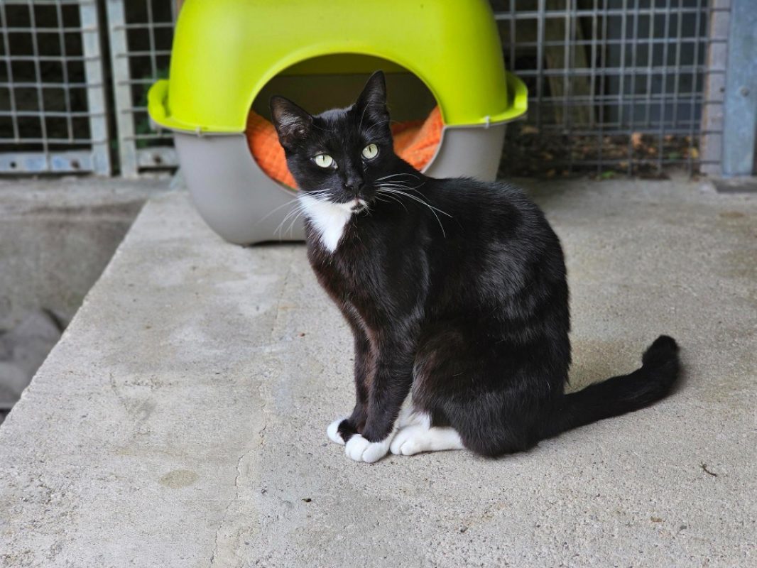 Crockmou - Chat Européen à adopter