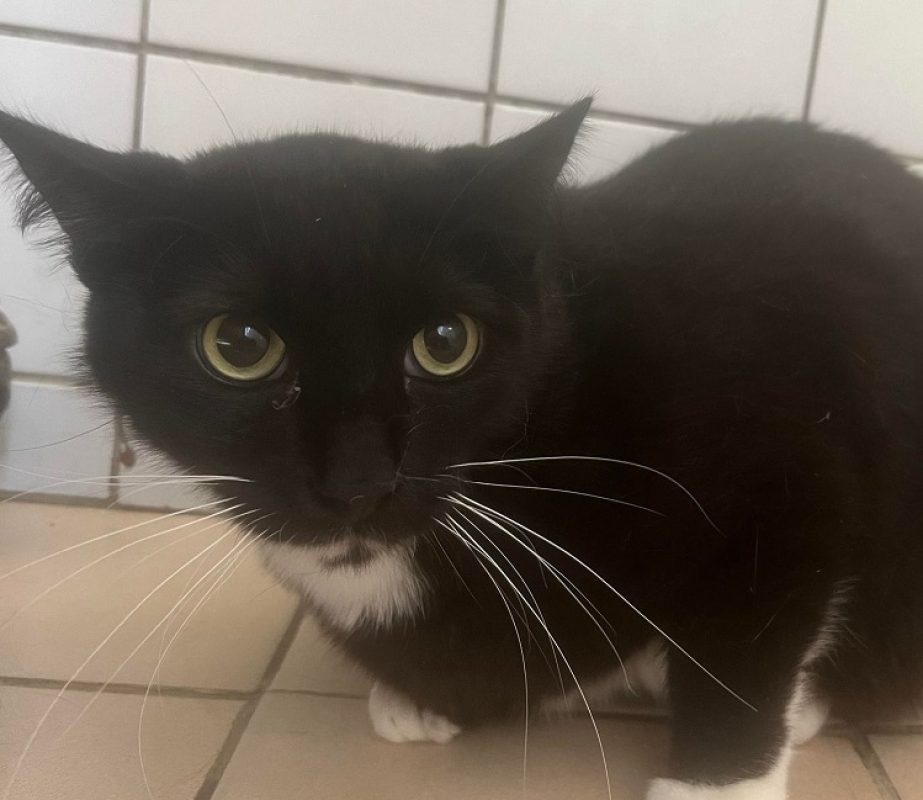 Crockmou - Chat Européen à adopter - photo 2