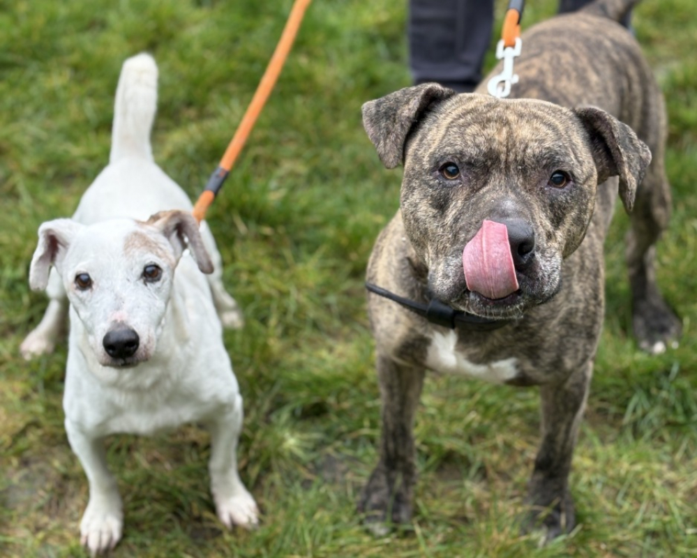 Photo #2 de Filibert