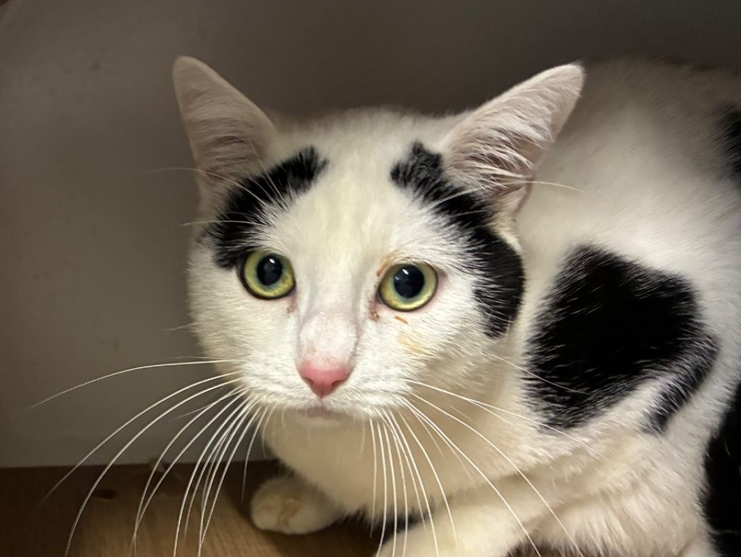 Alain - Chat Européen à adopter