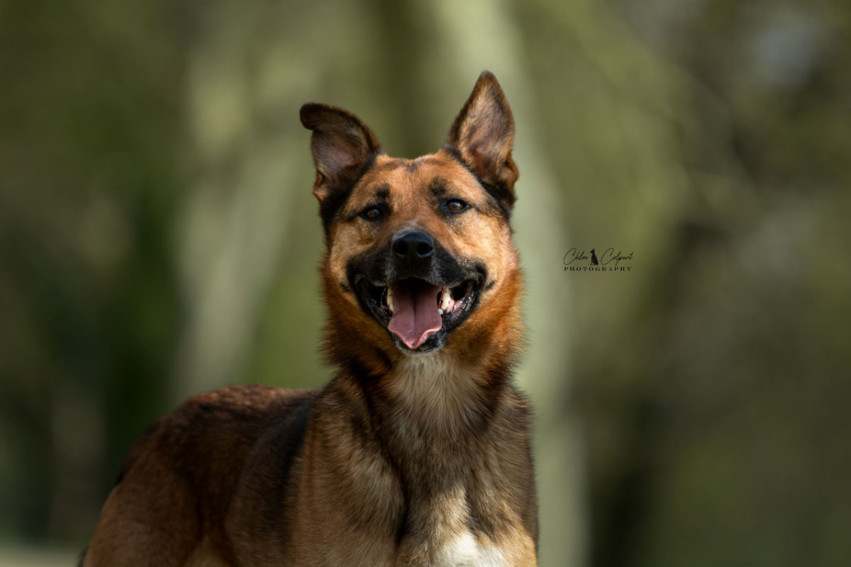 Rocket - Chien Berger Belge Malinois à adopter - photo 2