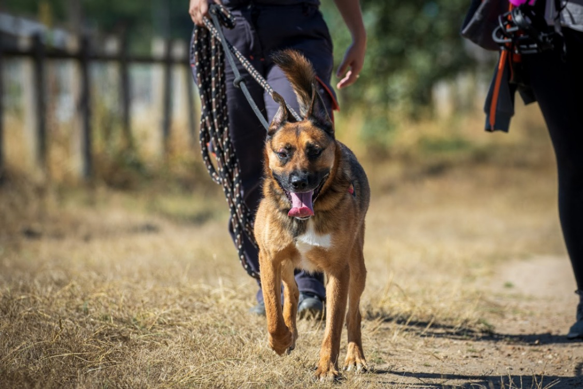 Rocket - Chien Berger Belge Malinois à adopter - photo 7