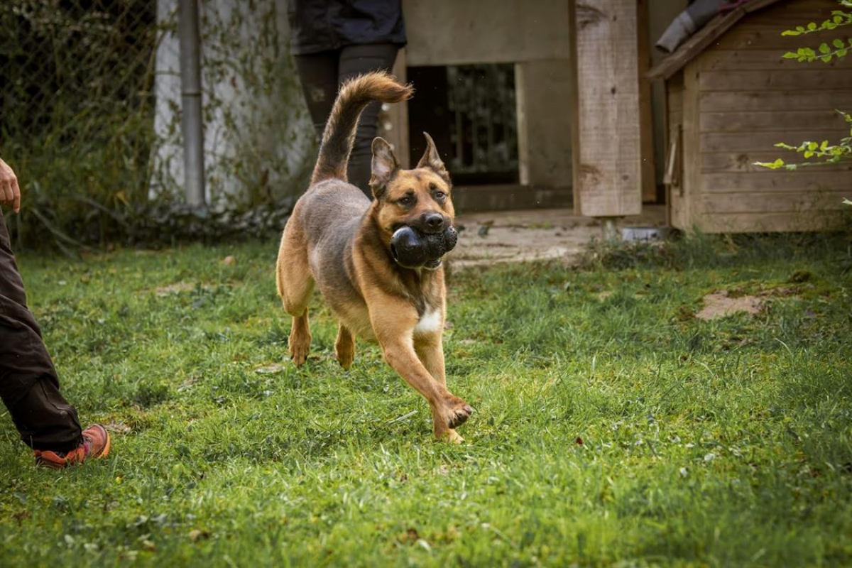 Rocket - Chien Berger Belge Malinois à adopter - photo 16