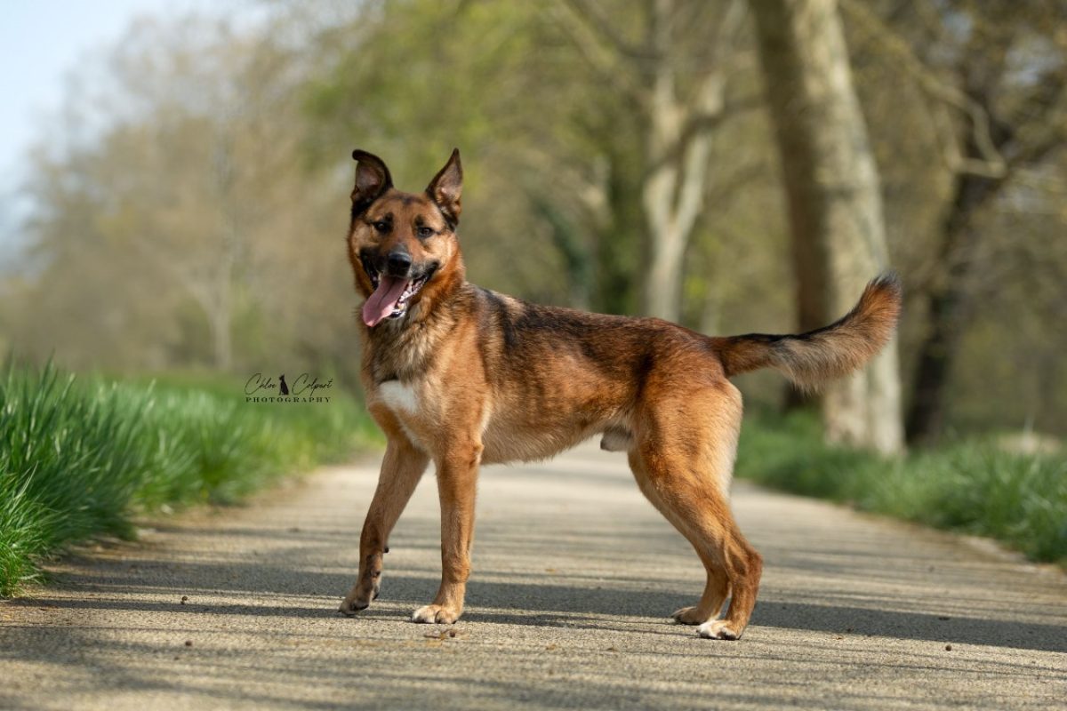 Rocket - Chien Berger Belge Malinois à adopter