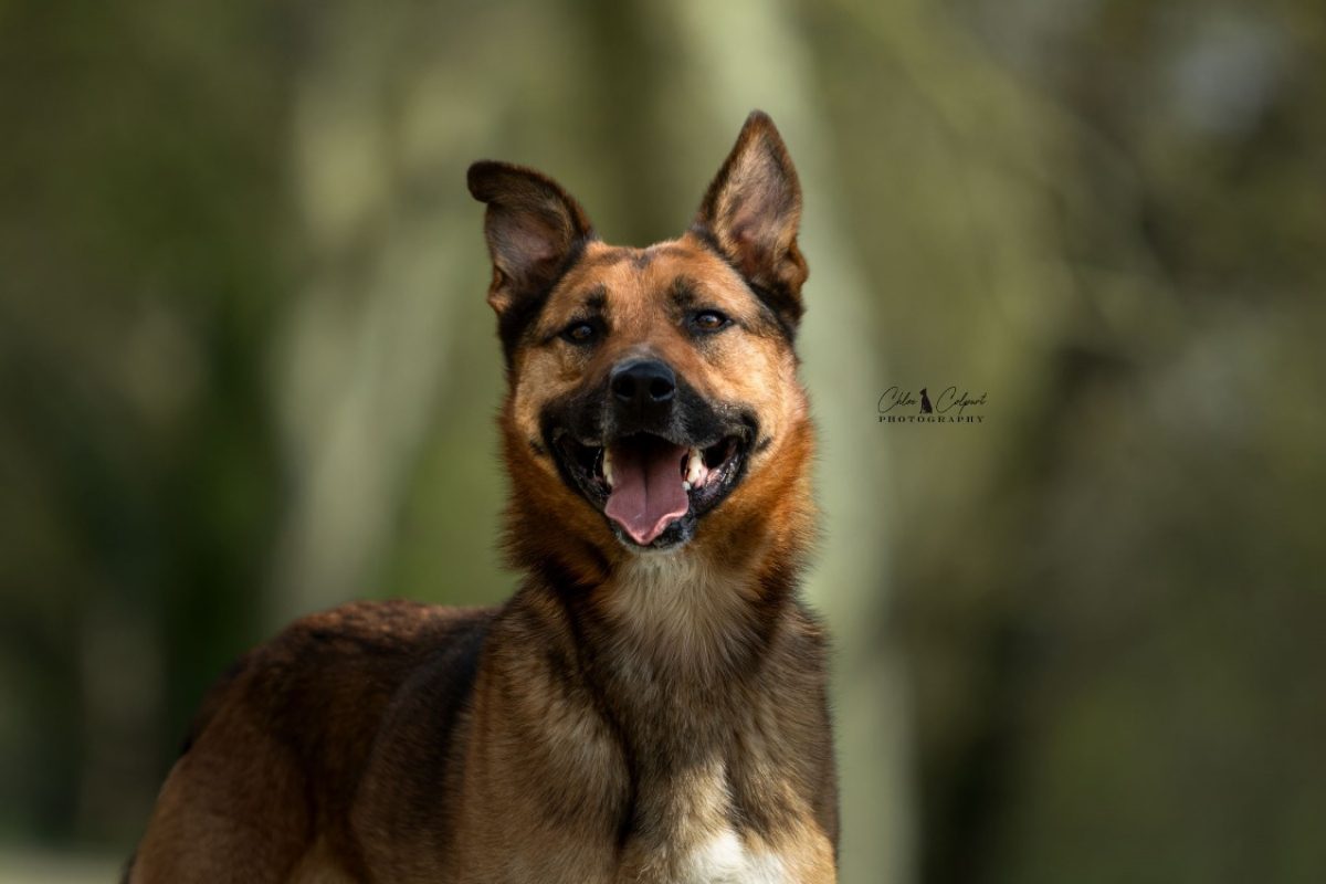 Rocket - Chien Berger Belge Malinois à adopter - photo 2
