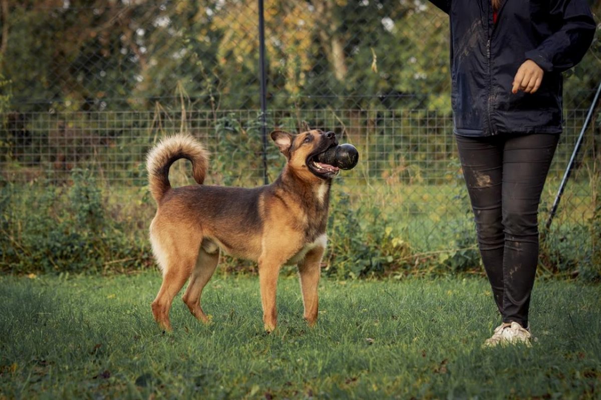 Rocket - Chien Berger Belge Malinois à adopter - photo 3