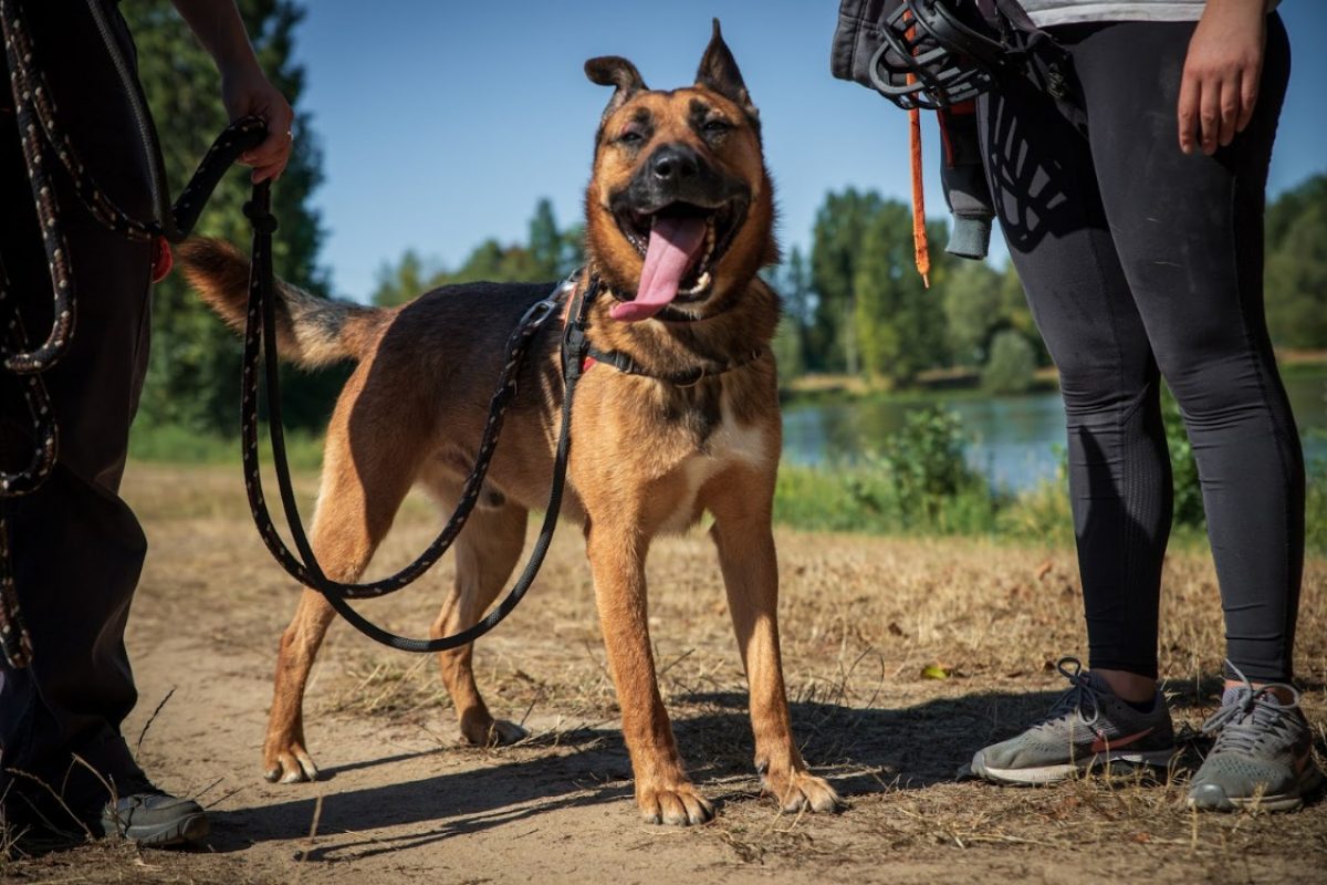 Rocket - Chien Berger Belge Malinois à adopter - photo 4