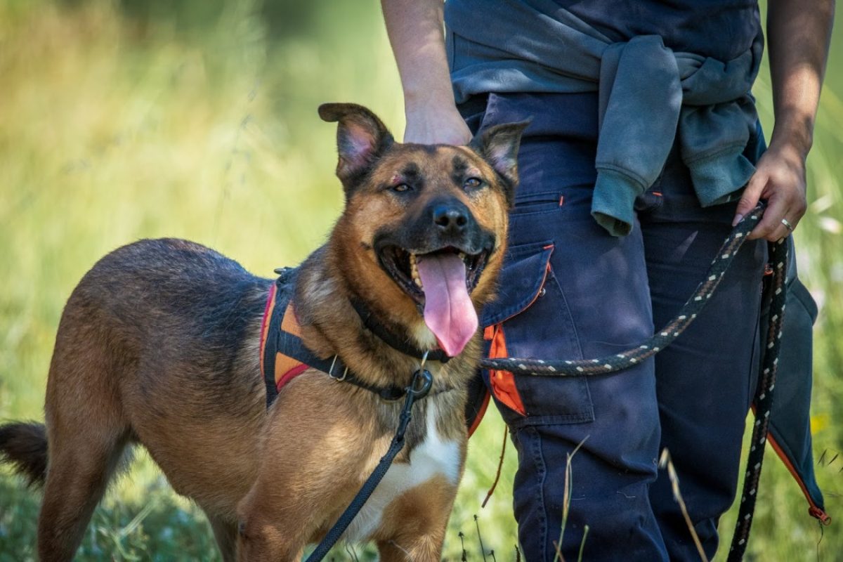 Rocket - Chien Berger Belge Malinois à adopter - photo 5