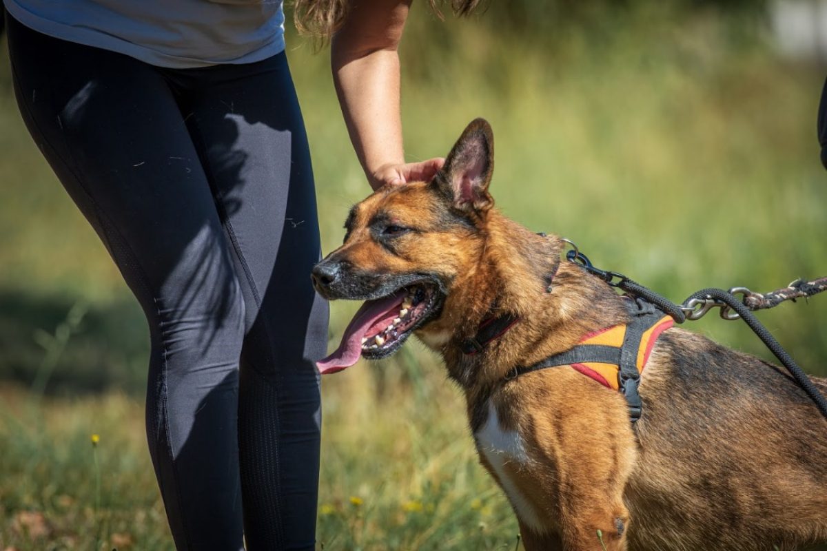 Rocket - Chien Berger Belge Malinois à adopter - photo 6