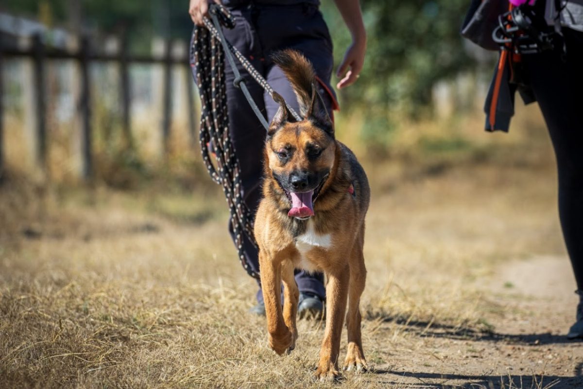 Rocket - Chien Berger Belge Malinois à adopter - photo 7