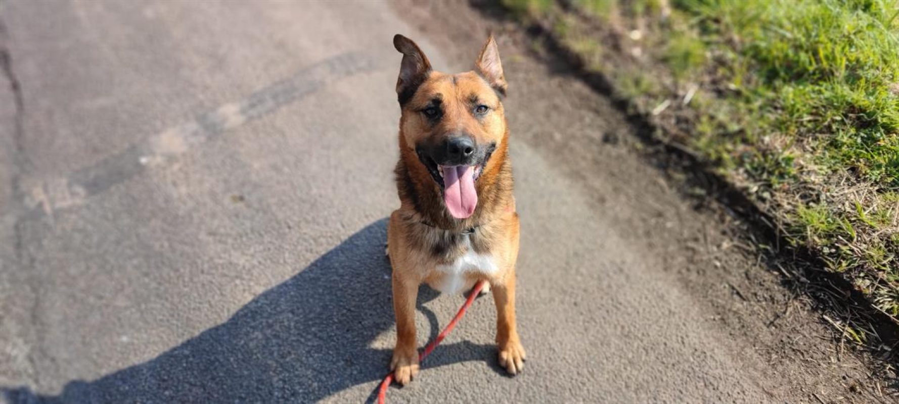 Rocket - Chien Berger Belge Malinois à adopter - photo 8