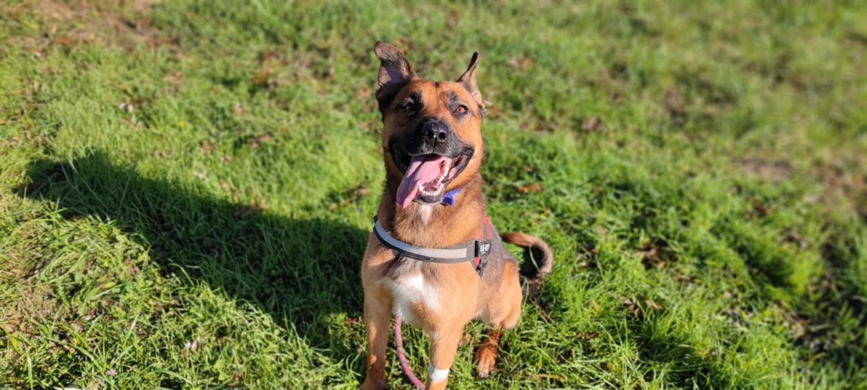 Rocket - Chien Berger Belge Malinois à adopter - photo 9