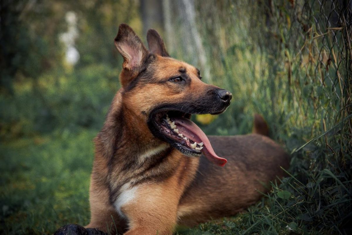 Rocket - Chien Berger Belge Malinois à adopter - photo 10