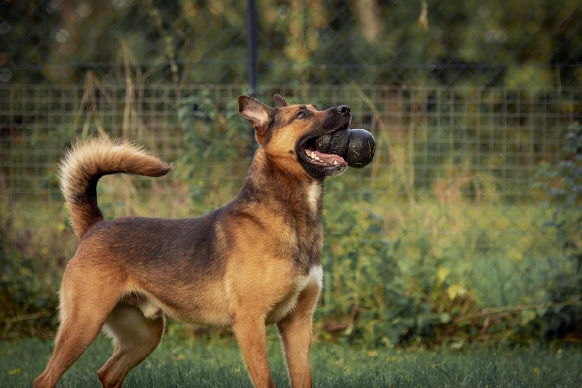 Rocket - Chien Berger Belge Malinois à adopter - photo 11