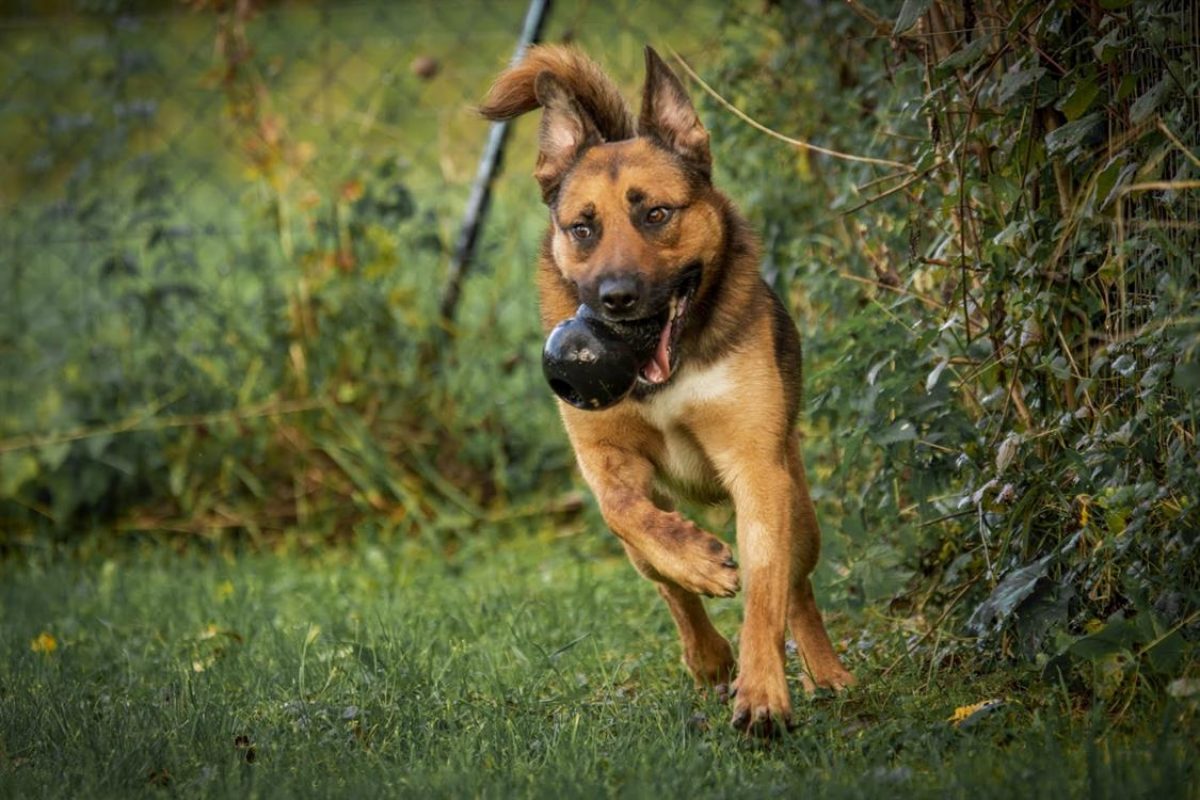 Rocket - Chien Berger Belge Malinois à adopter - photo 12