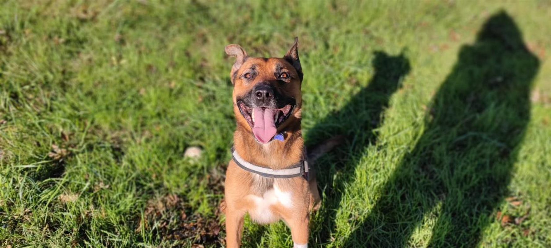 Rocket - Chien Berger Belge Malinois à adopter - photo 14