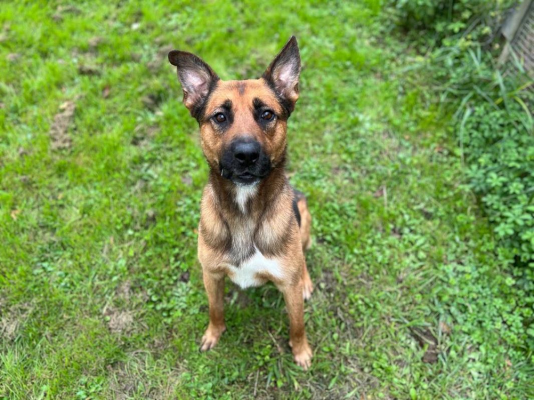 Rocket - Chien Berger Belge Malinois à adopter - photo 15