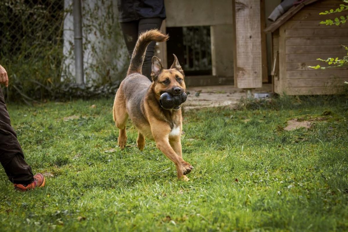 Rocket - Chien Berger Belge Malinois à adopter - photo 16