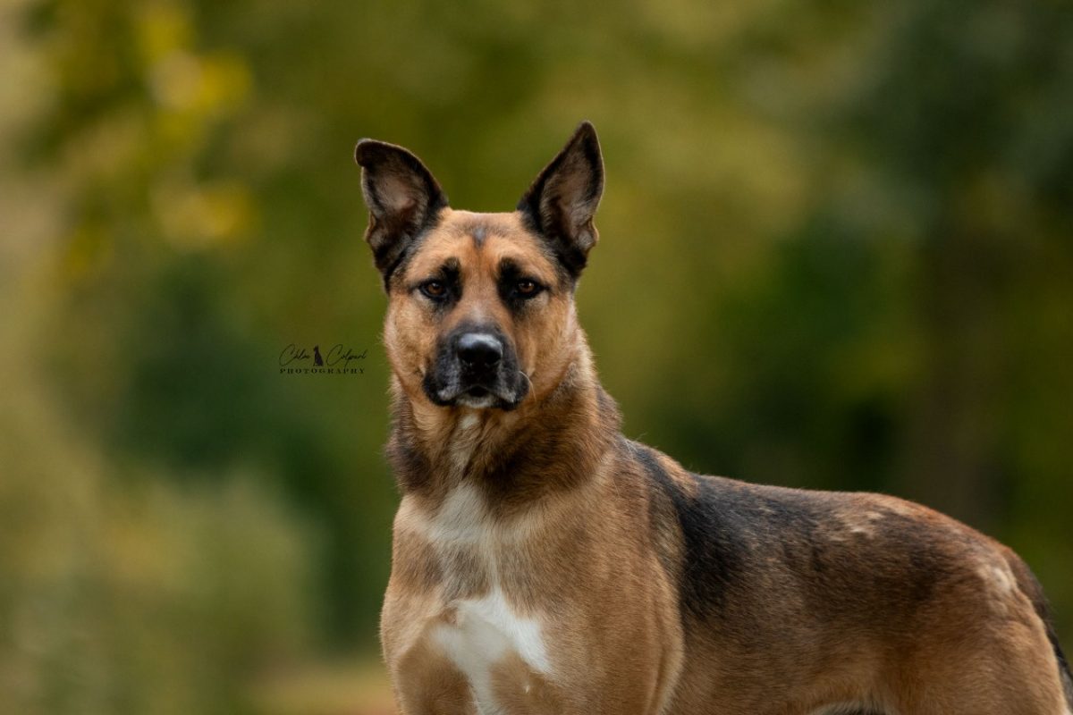 Rocket - Chien Berger Belge Malinois à adopter