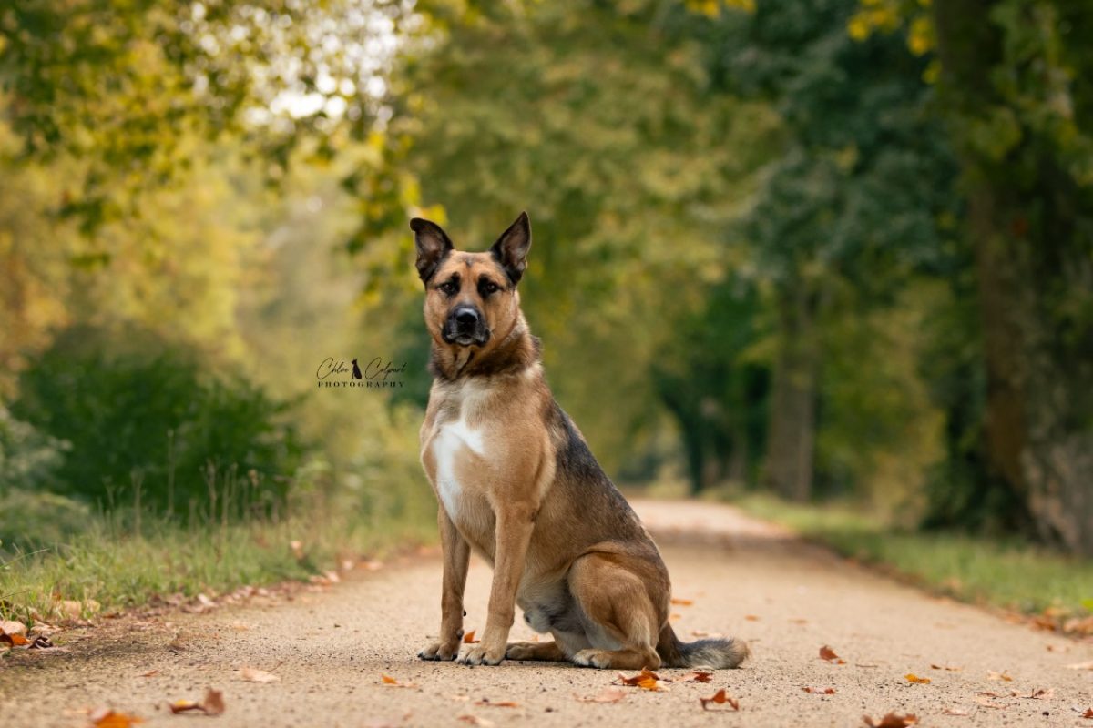 Rocket - Chien Berger Belge Malinois à adopter - photo 2