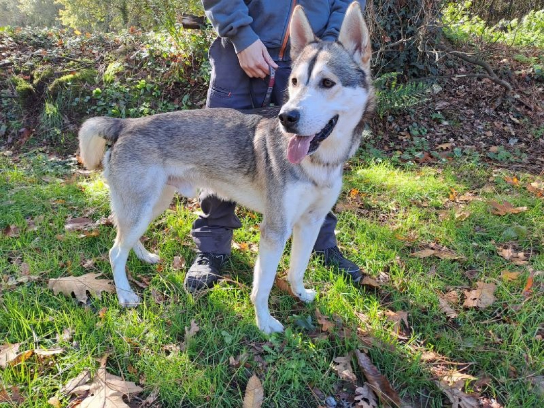 Barlou - Chien à adopter