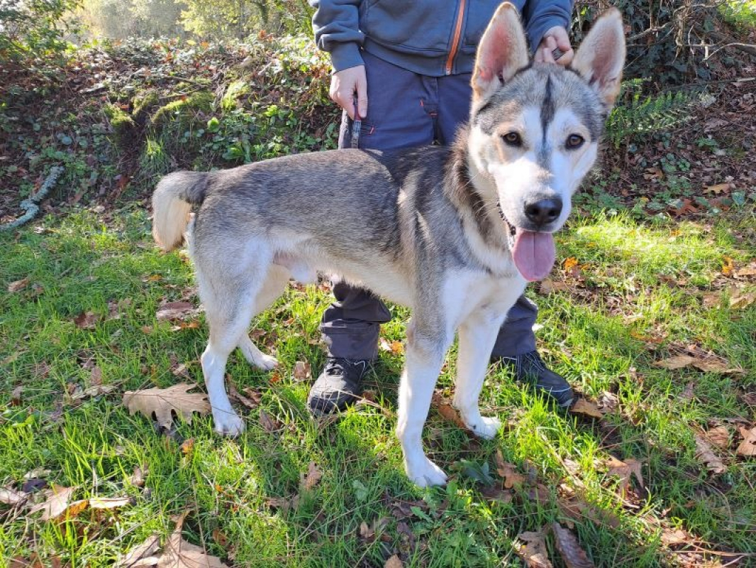 Barlou - Chien à adopter - photo 2