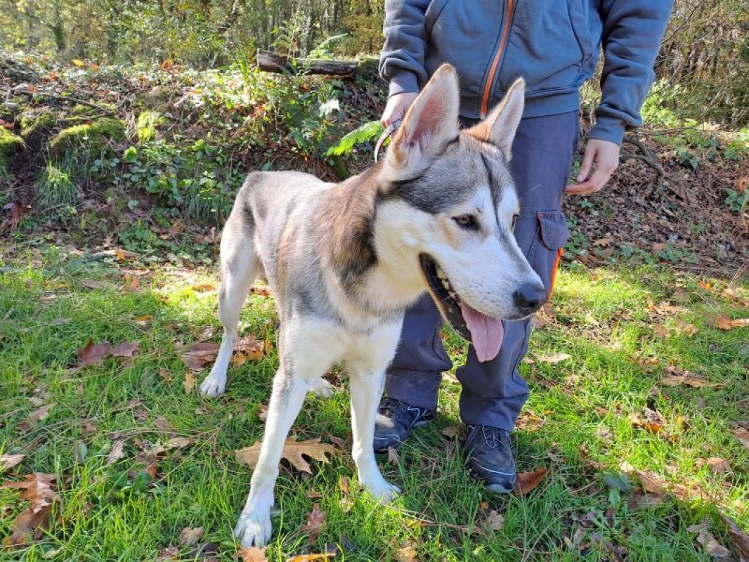 Barlou - Chien à adopter - photo 3