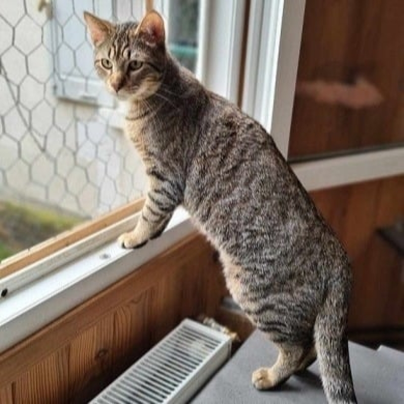 Photo de Watson