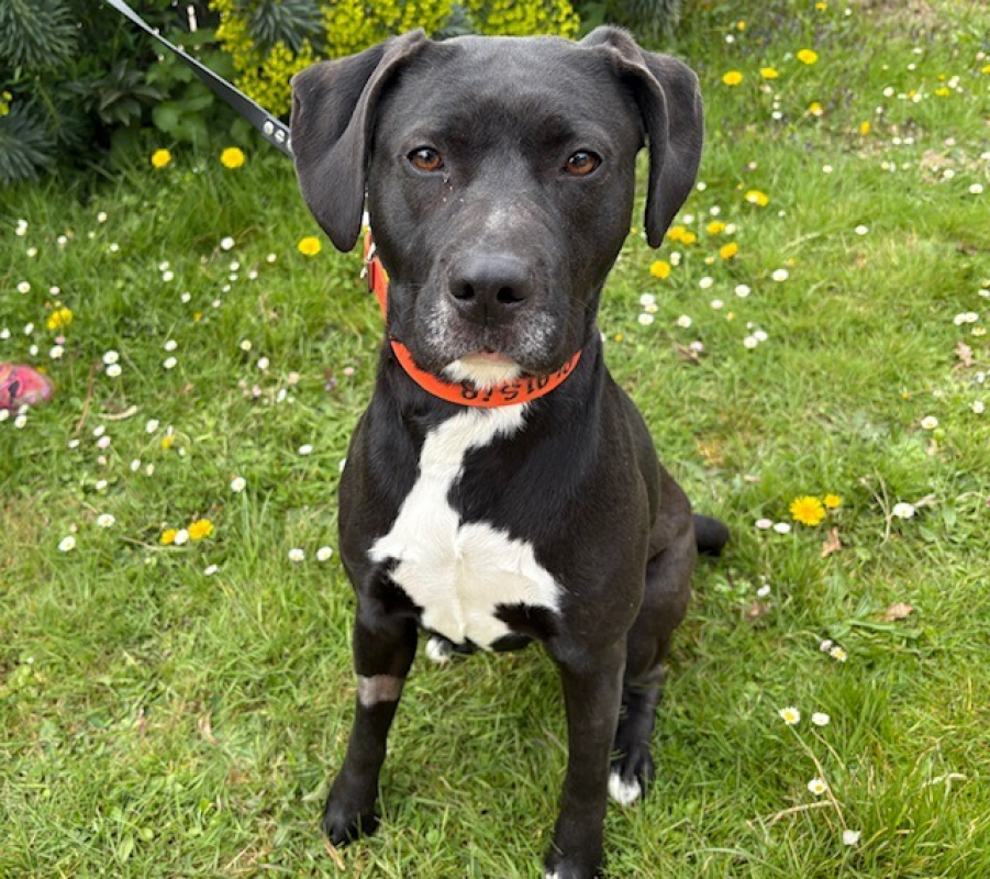 Luciolle - Chien à adopter - photo 3