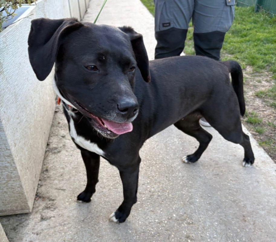 Luciolle - Chien à adopter - photo 4