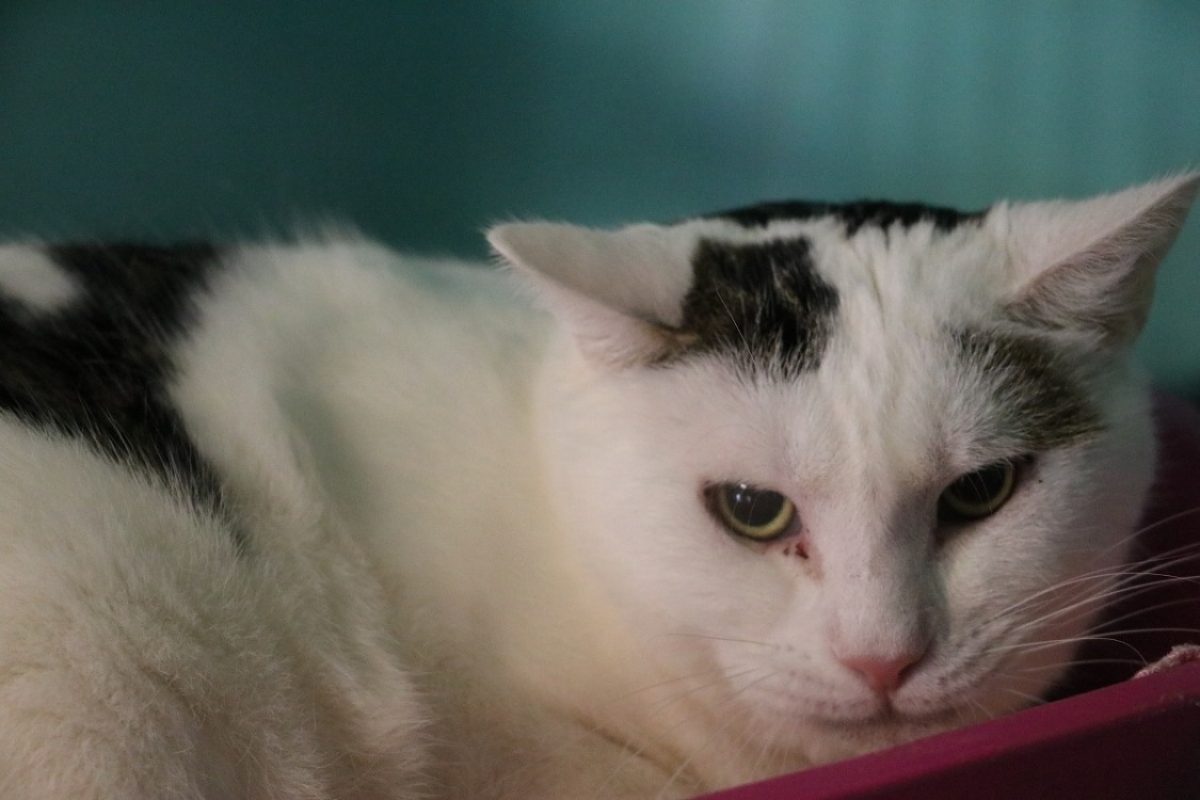 Adonis - Chat Européen à adopter