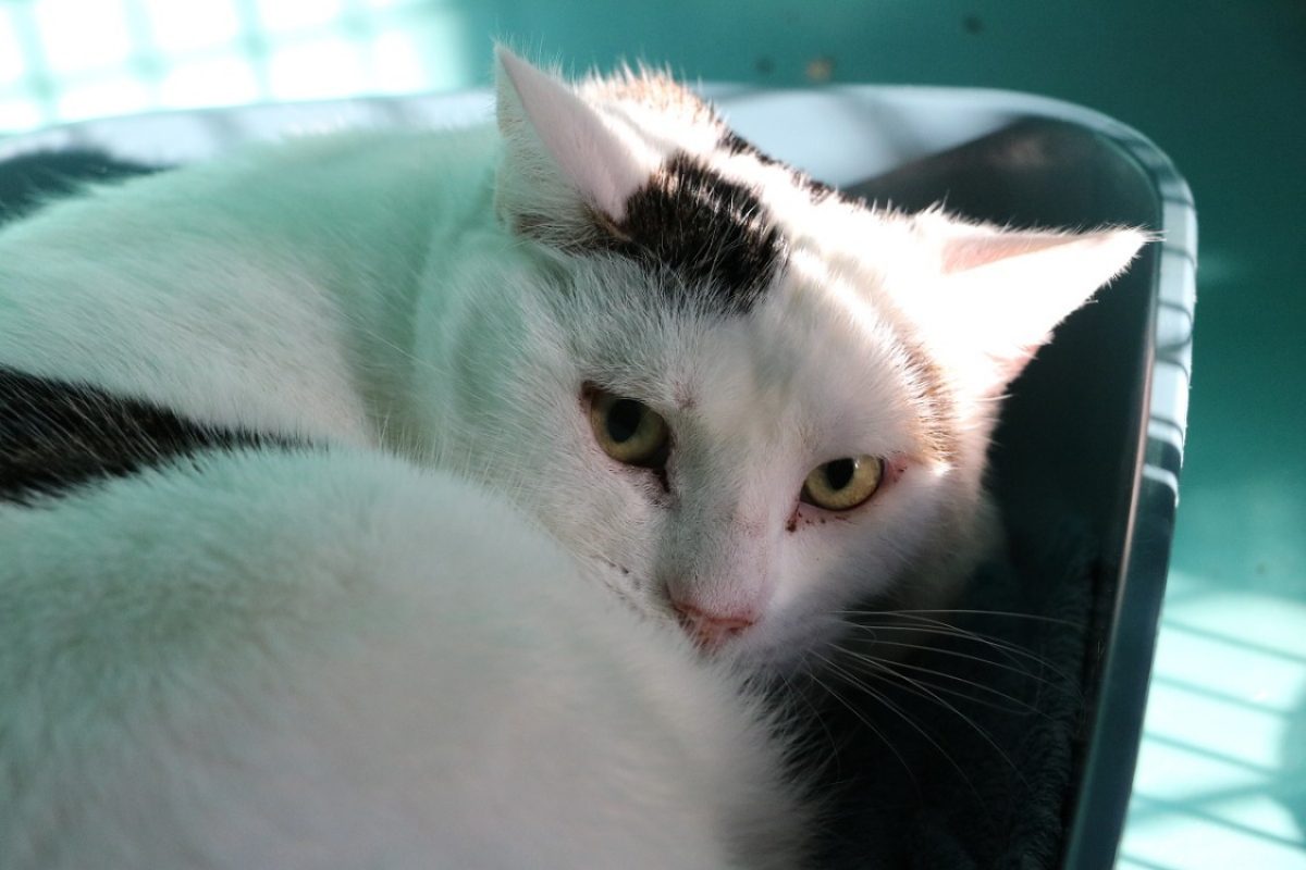 Adonis - Chat Européen à adopter - photo 2