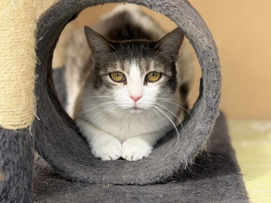 Grou - Chat Européen à adopter