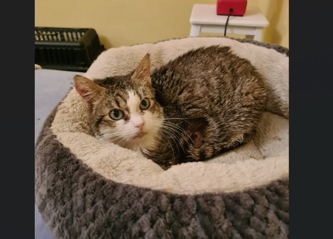 Blueyes - Chat Européen à adopter