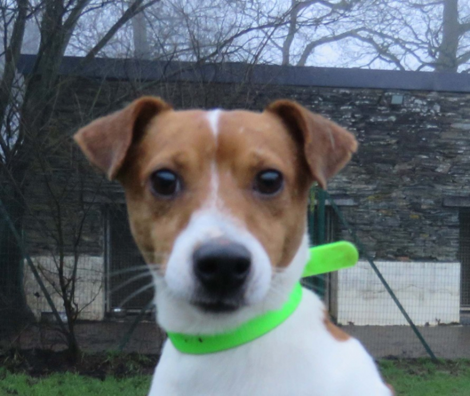 Photo #1 de Lao tseu