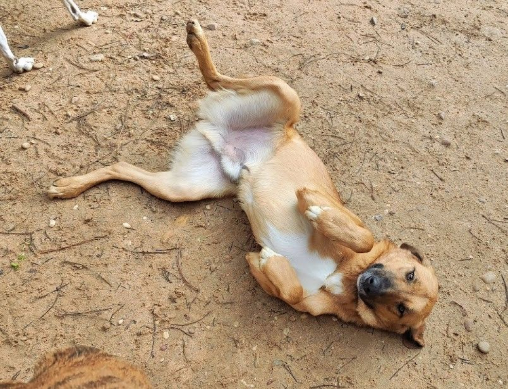 Photo #1 de CARACOL, jeune beau et affectueux !