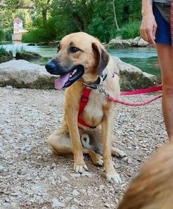 Photo #3 de CARACOL, jeune beau et affectueux !