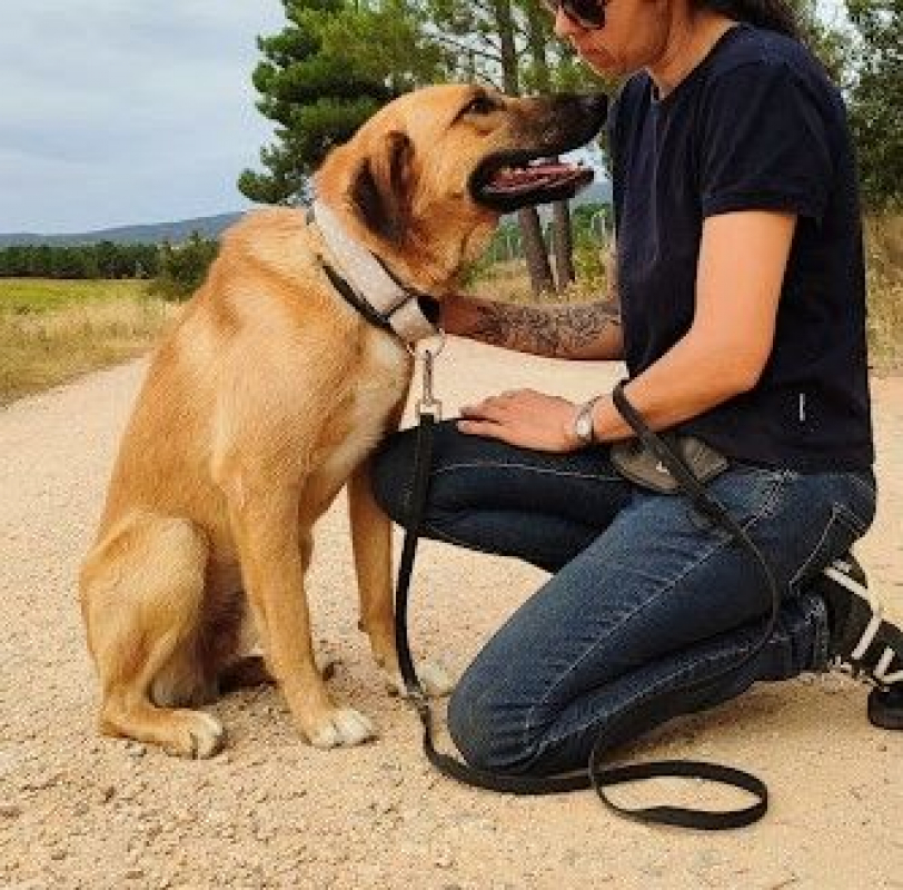 Photo #4 de CARACOL, jeune beau et affectueux !