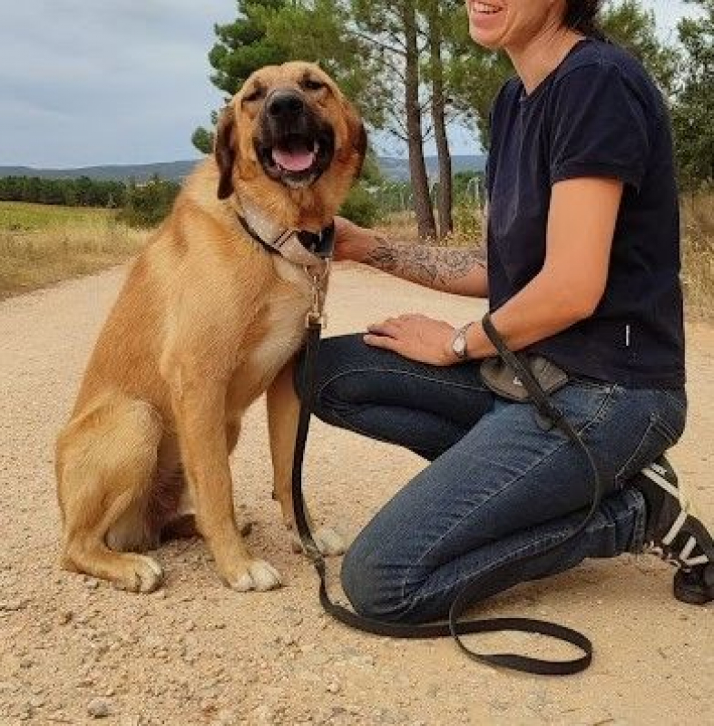 Photo #5 de CARACOL, jeune beau et affectueux !