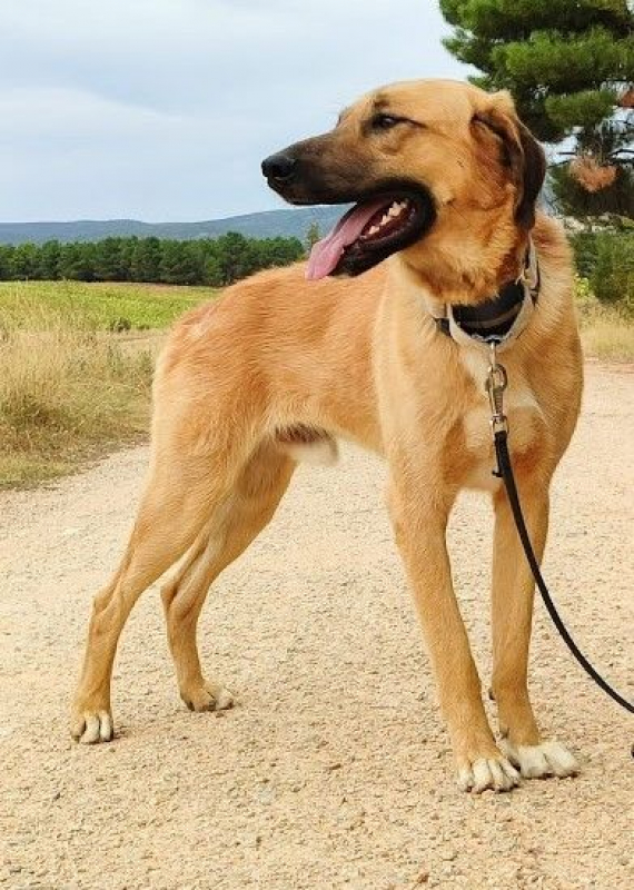 Photo #6 de CARACOL, jeune beau et affectueux !