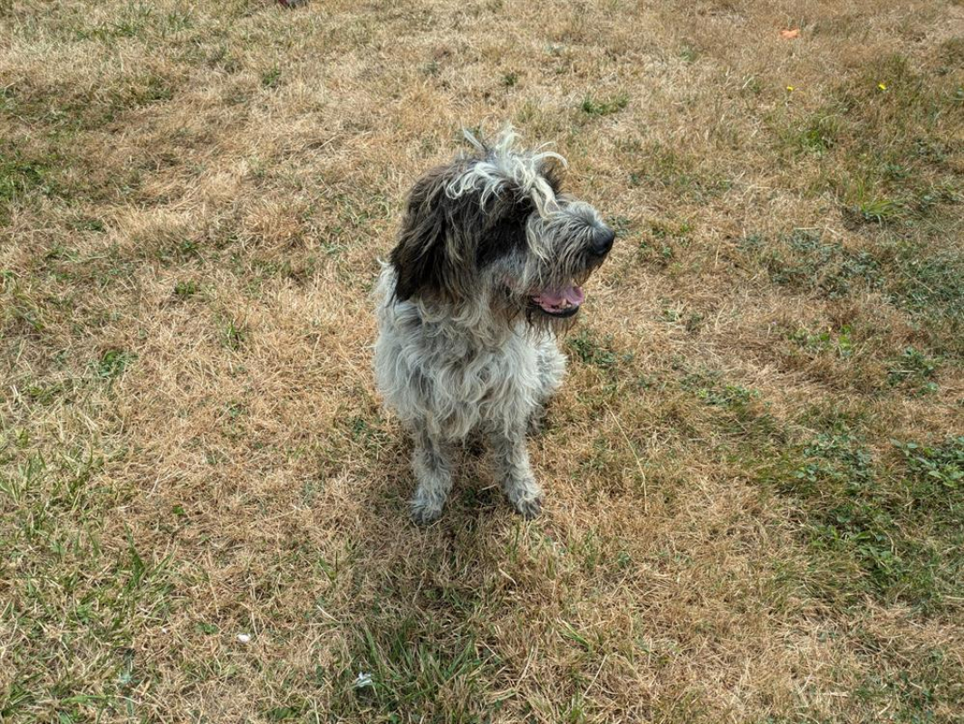 Photo #2 de Foufille