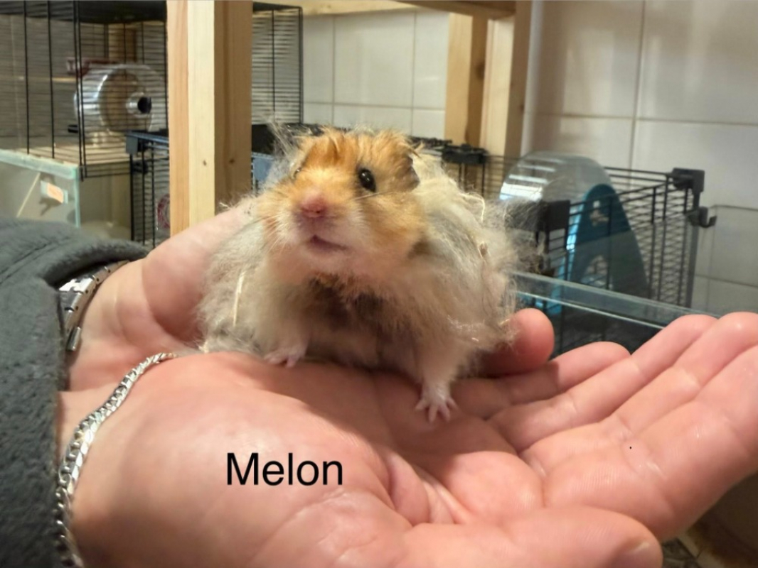 Photo de Melon