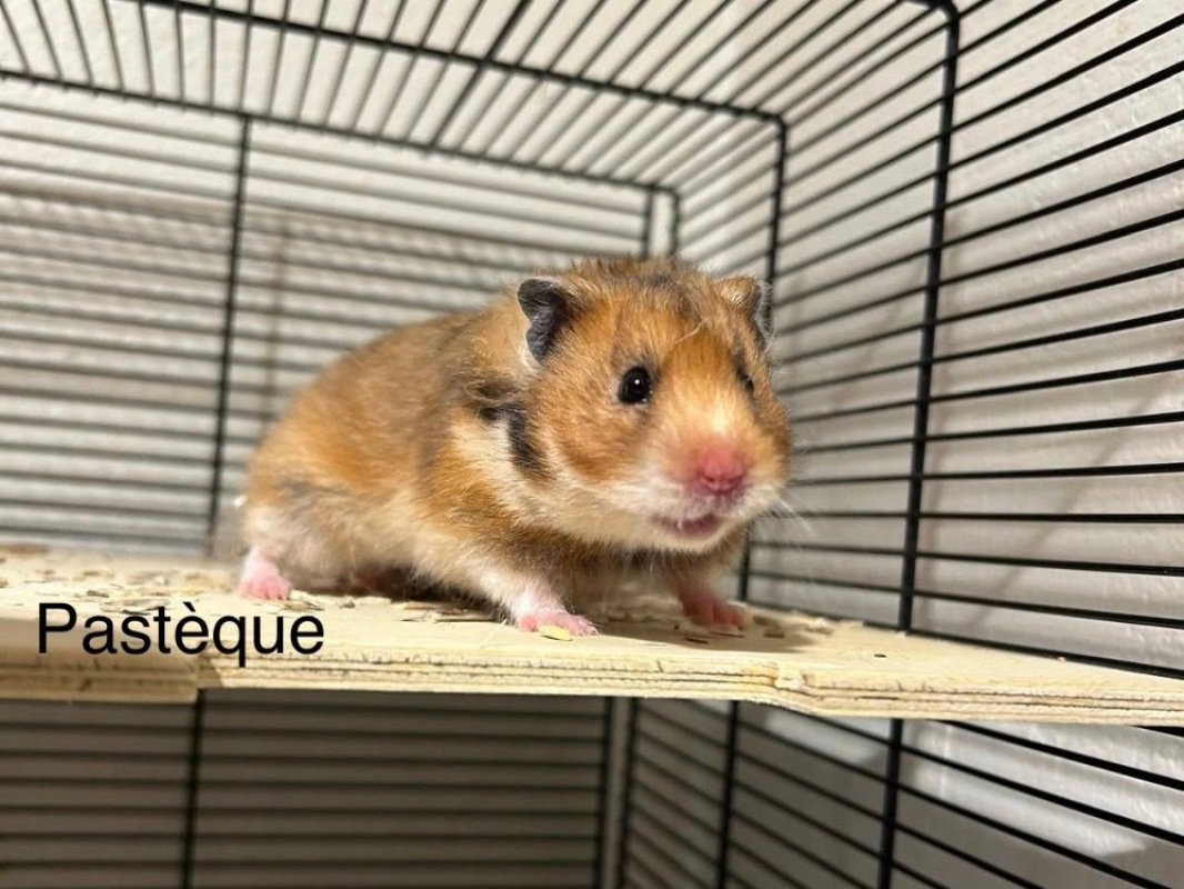 Photo de Pastèque