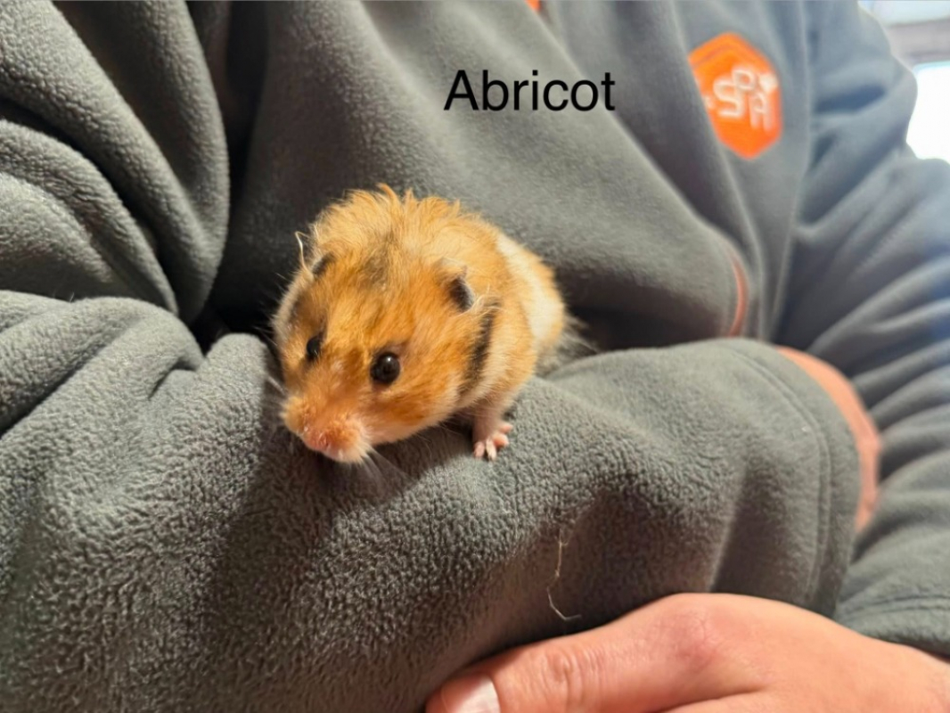 Photo de Abricot