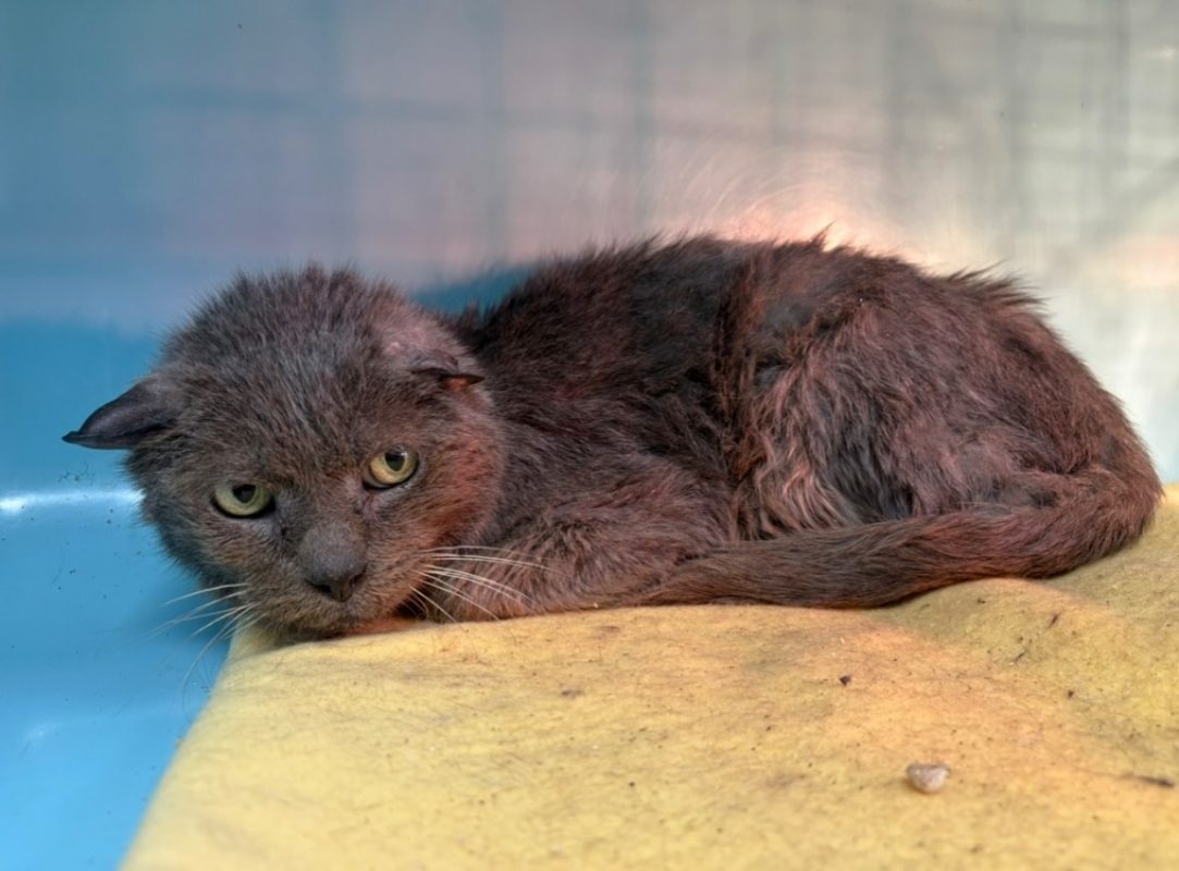 Gros minou - Chat à adopter