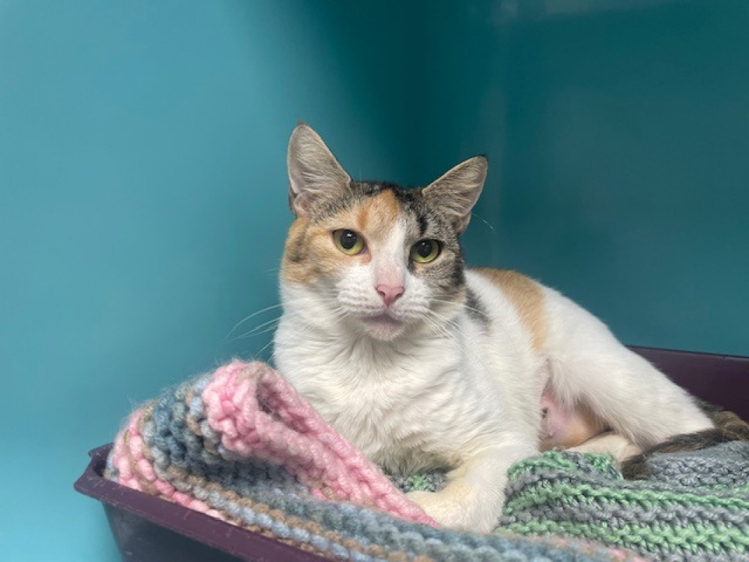 Photo de Pot de colle