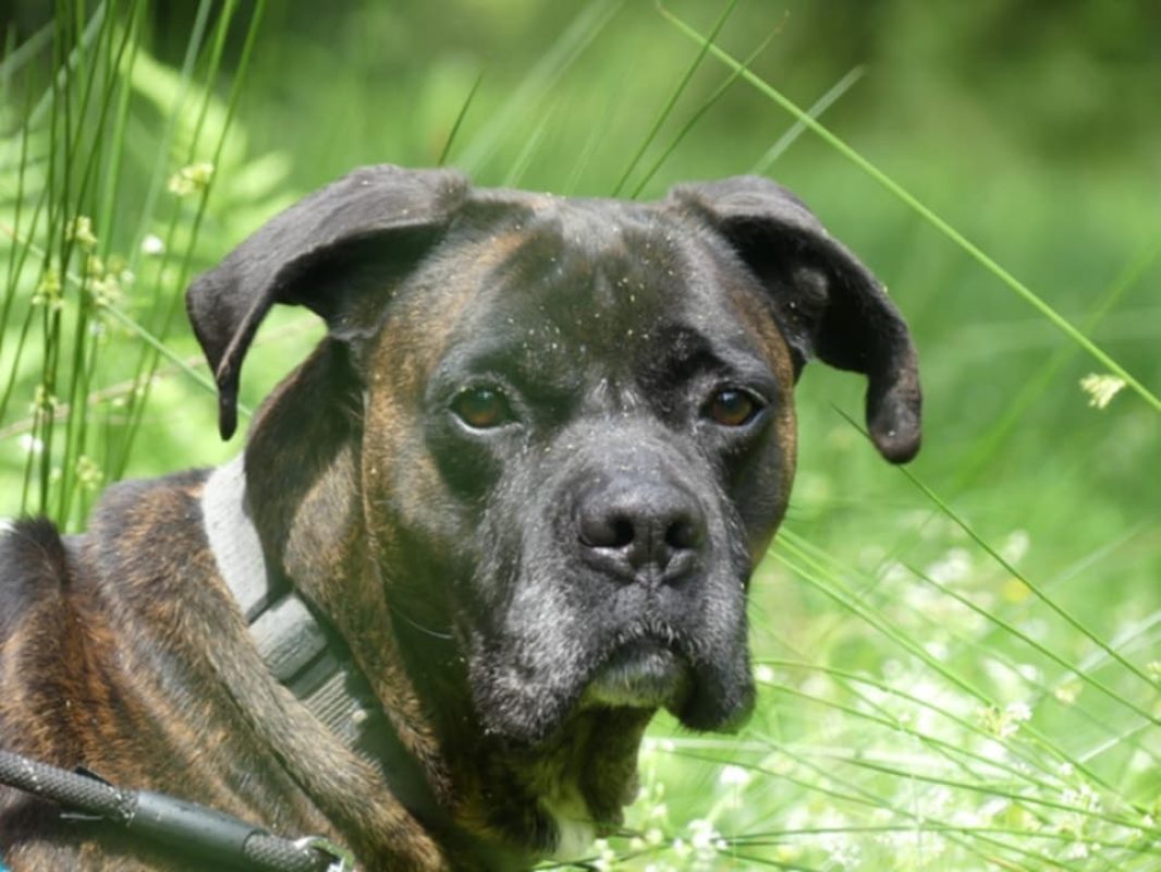 Odeon - Chien à adopter