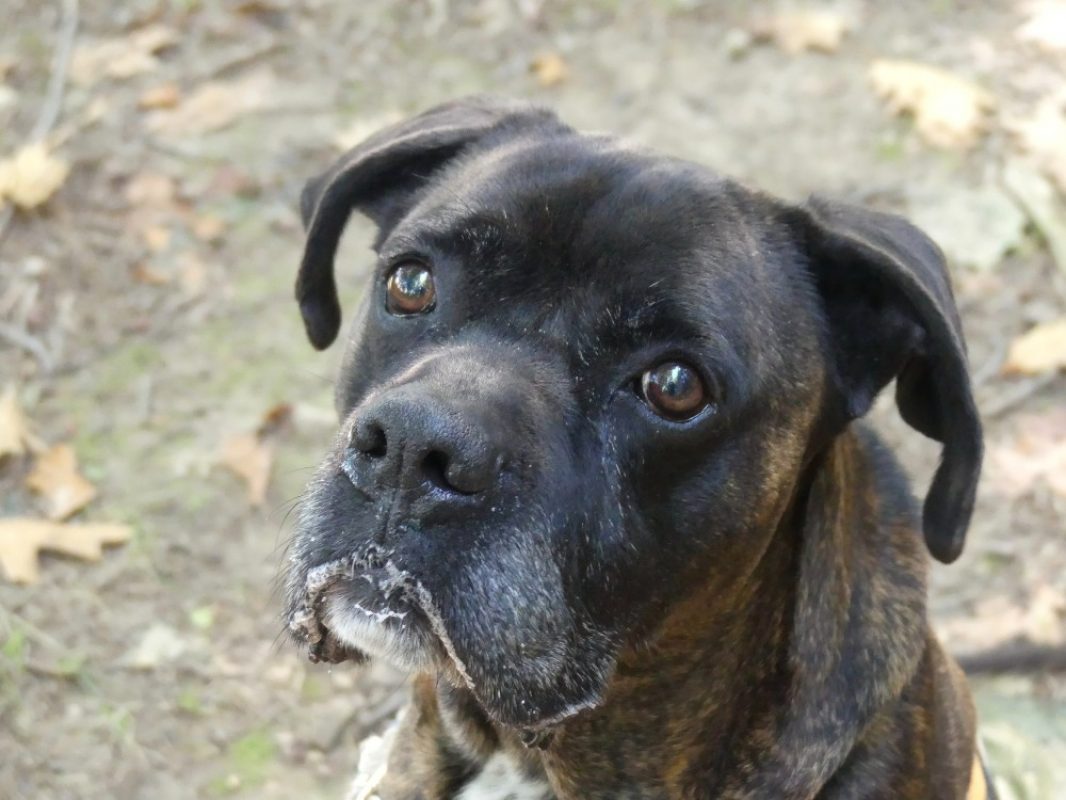 Odeon - Chien à adopter - photo 2
