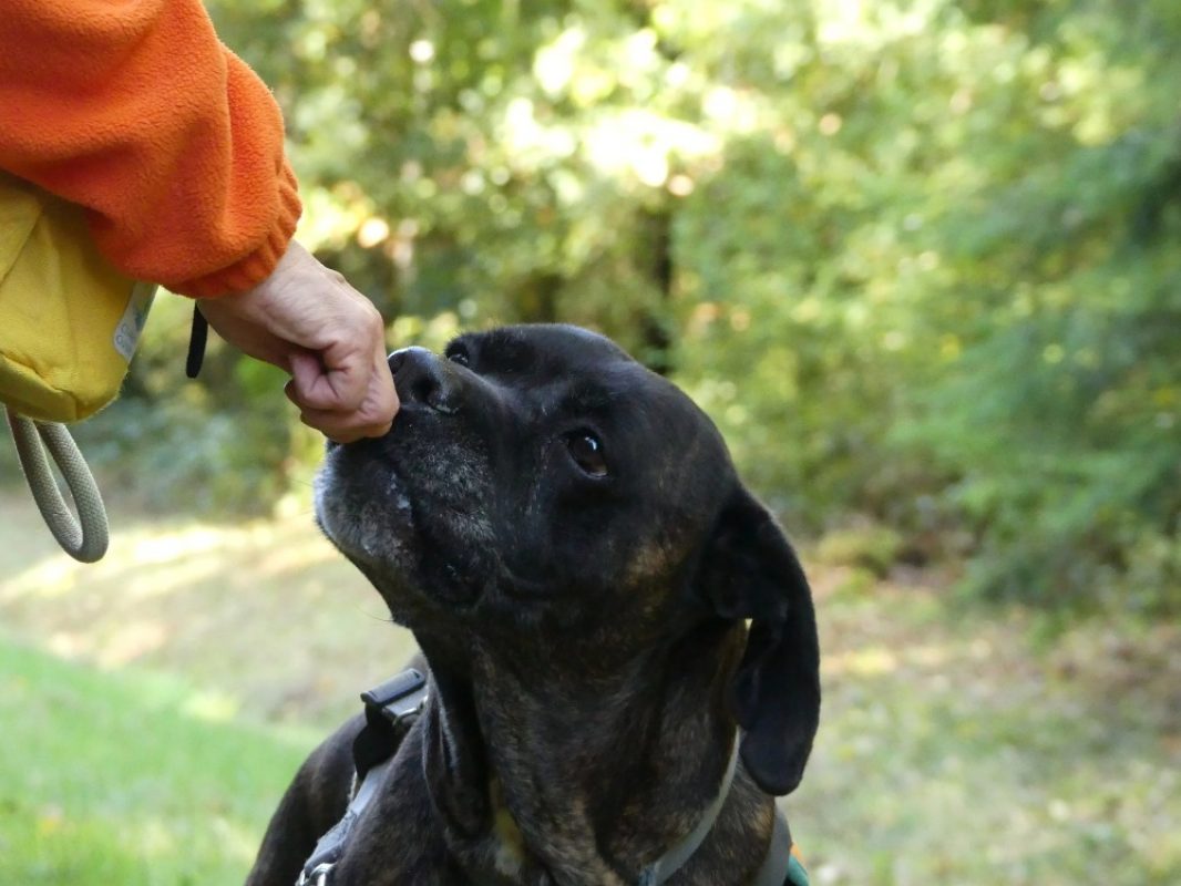 Odeon - Chien à adopter - photo 3